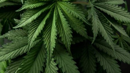 Cannabis terapeutica